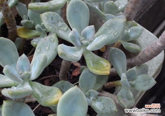 有什么办法能使石莲花的叶子更鲜艳