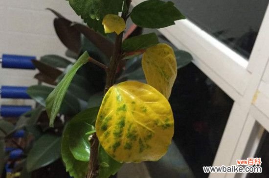 扶桑花叶子发黄怎么办