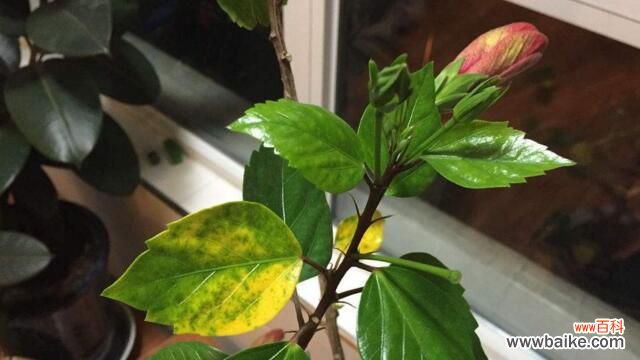 扶桑花叶子发黄怎么办