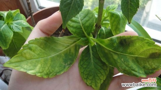 八仙花叶片发黄怎么办？