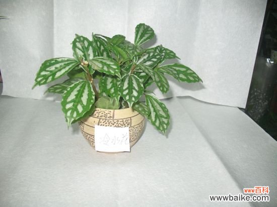 冷水花出现茎杆柔软、叶色变淡无光怎么办