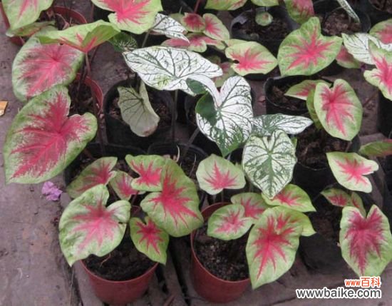 秋后花叶芋叶片萎黄怎么办？