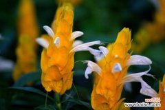 金苞虾衣花越冬时叶片脱光怎么办