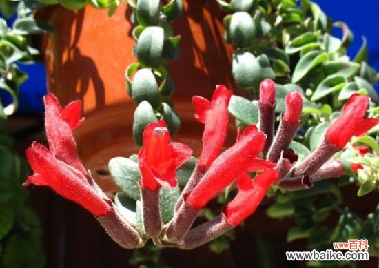 怎样防止口红花落叶?防止口红花落叶注意事项