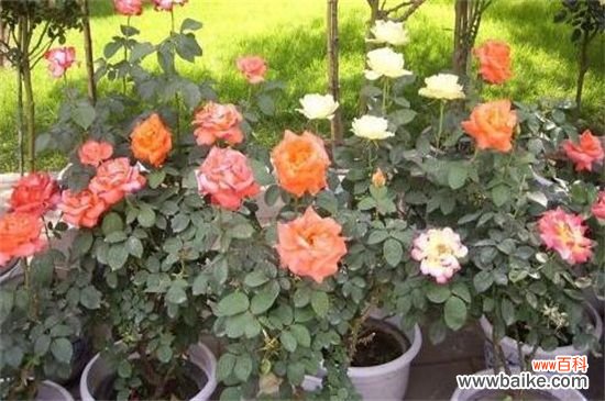 怎么修剪月季花？月季花修剪方法和注意事项