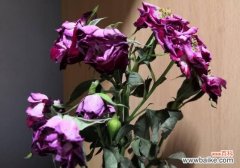 蔷薇花焉了怎么办？四个方法让蔷薇花满恢复精神