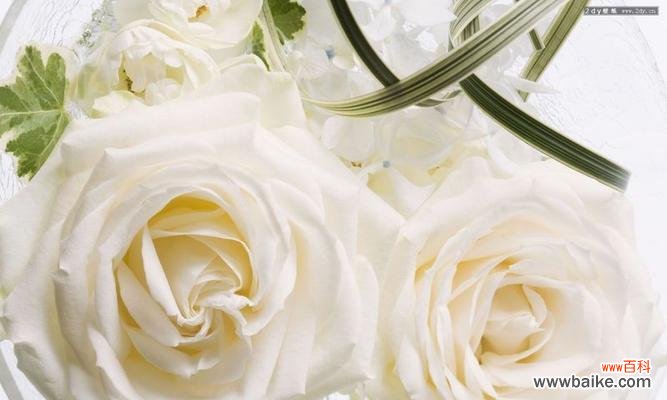 纯洁、敬仰、祝福和爱情 白玫瑰的花语与象征