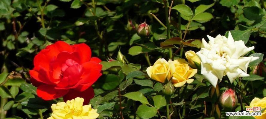 探讨花语与文化内涵 月季花的寓意