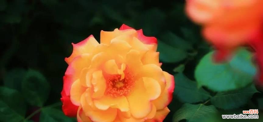 探讨花语与文化内涵 月季花的寓意