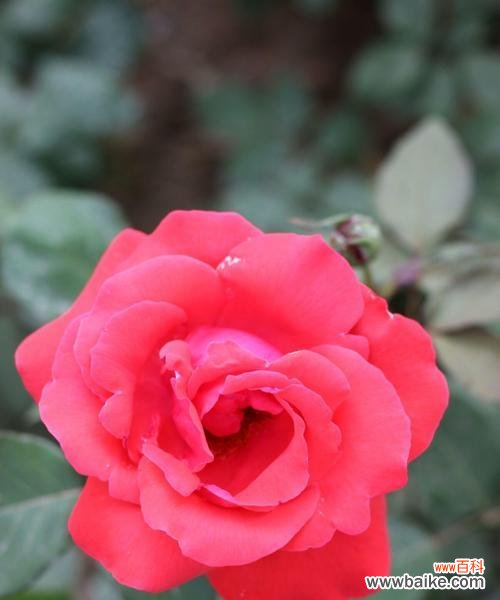 探讨花语与文化内涵 月季花的寓意