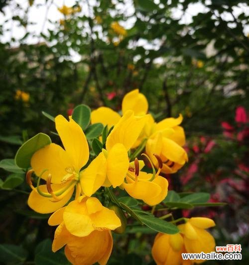 黄槐花语与文化内涵 馨香黄槐，花开飘散