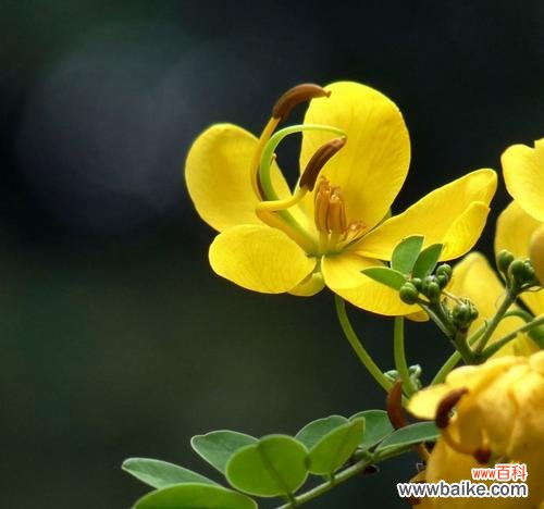 黄槐花语与文化内涵 馨香黄槐，花开飘散