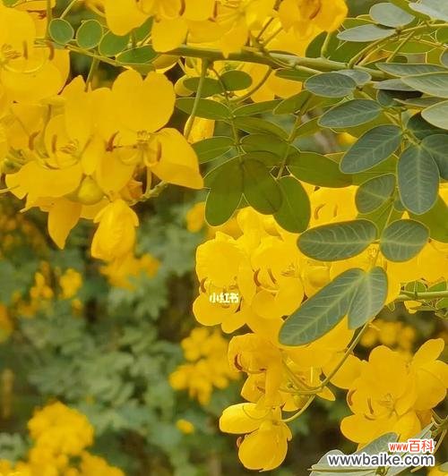 黄槐花语与文化内涵 馨香黄槐，花开飘散
