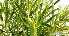 神秘的植物，隐藏的含义 迷迭香的传说和花语