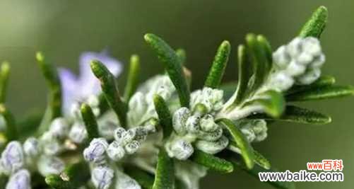 神秘的植物，隐藏的含义 迷迭香的传说和花语