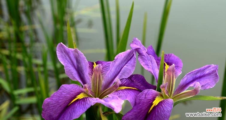 赏菖蒲,品人生 菖蒲花花语,浓情万丈