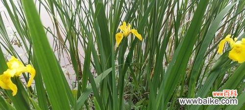赏菖蒲,品人生 菖蒲花花语,浓情万丈