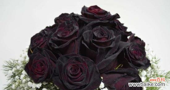 黑色花卉的美丽和神秘感,结合玫瑰花的花语,深刻揭示爱的真谛 黑色玫瑰花语,传递不一样的情感