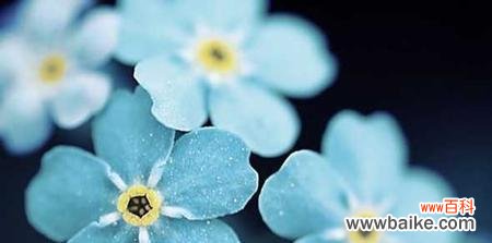 探寻勿忘我花语的历史和象征意义 勿忘我花语