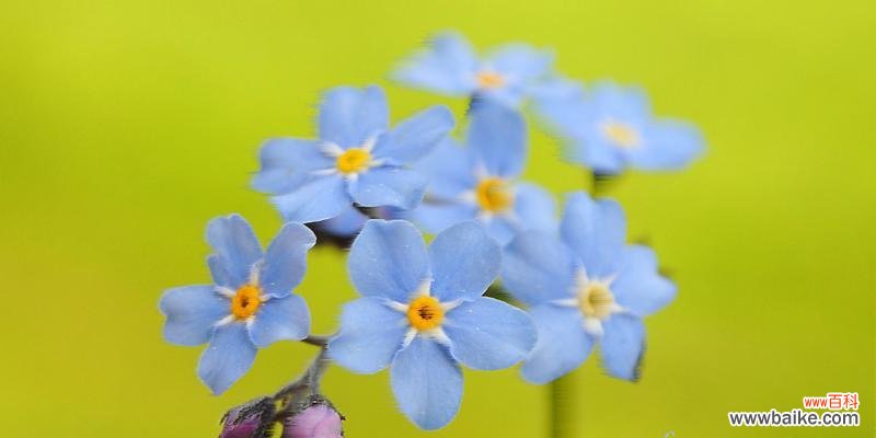 探寻勿忘我花语的历史和象征意义 勿忘我花语