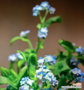 探寻勿忘我花语的历史和象征意义 勿忘我花语