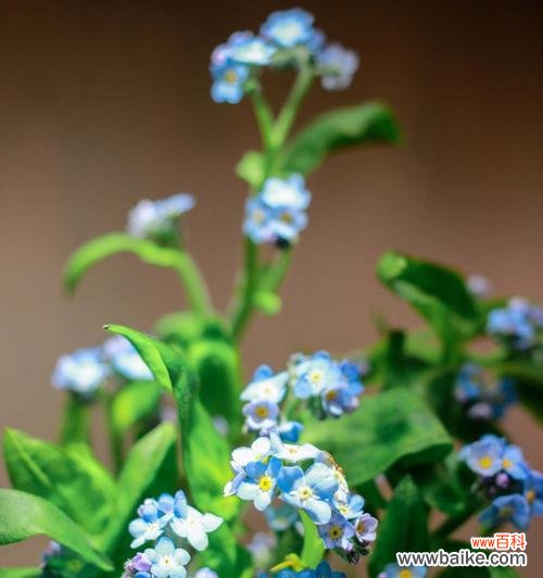 探寻勿忘我花语的历史和象征意义 勿忘我花语