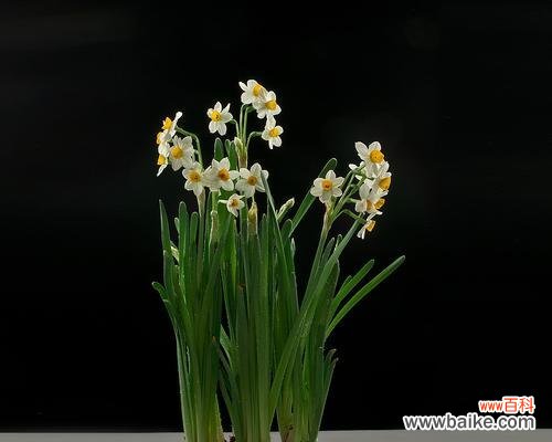 探寻水仙花的花语及寓意，寻找最佳赠送对象 水仙花，送你真挚的祝福