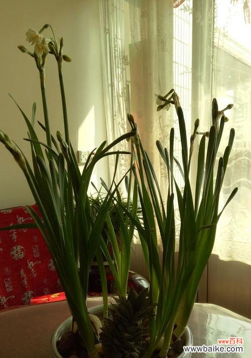 探寻水仙花的花语及寓意，寻找最佳赠送对象 水仙花，送你真挚的祝福