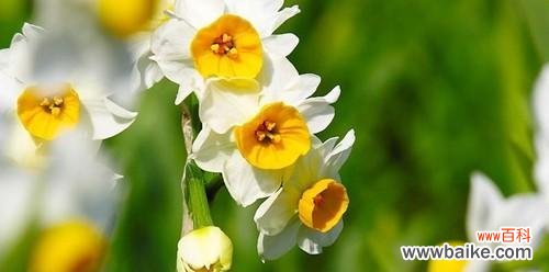 探寻水仙花的花语及寓意，寻找最佳赠送对象 水仙花，送你真挚的祝福