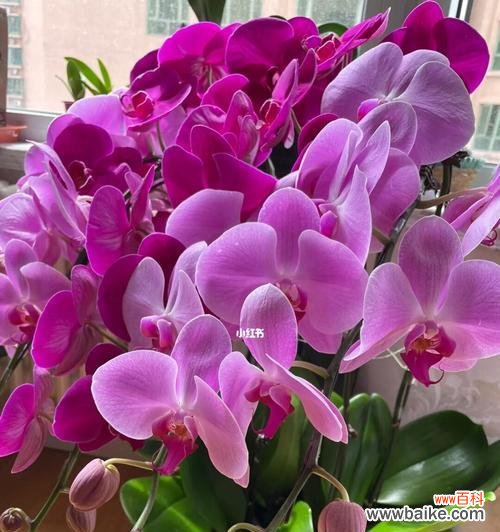 一朵美丽的花,千种含义 蝴蝶兰的寓意与象征