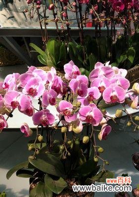 一朵美丽的花,千种含义 蝴蝶兰的寓意与象征