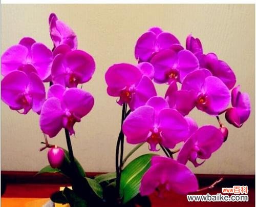 一朵美丽的花,千种含义 蝴蝶兰的寓意与象征