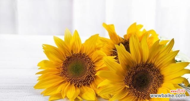 探究向日葵的象征意义和文化背景 向日葵花语的深刻含义