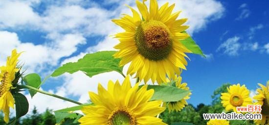 探究向日葵的象征意义和文化背景 向日葵花语的深刻含义