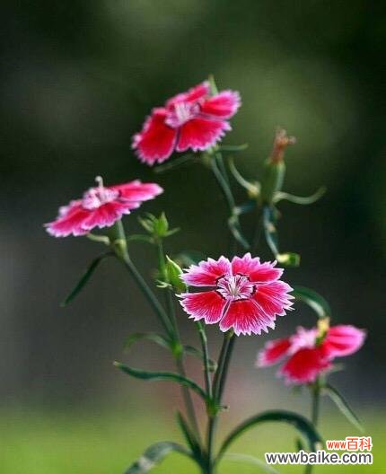 探寻石竹花的丰富内涵 石竹花的花语