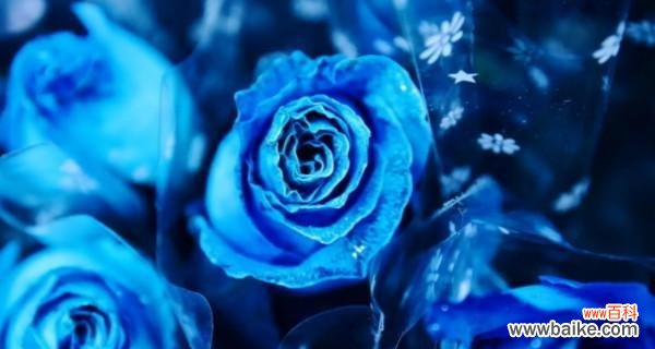 解读花朵的情感语言，传达心灵的声音 碎冰蓝玫瑰的花语与寓意
