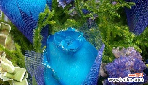 解读花朵的情感语言，传达心灵的声音 碎冰蓝玫瑰的花语与寓意