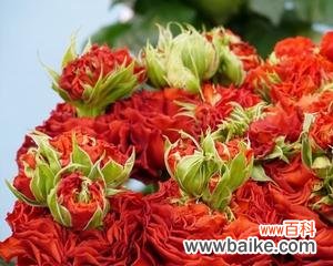 探索花卉界的新宠 月季ht的意义与特点