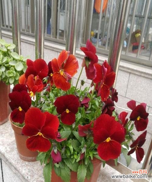 解读圆叶牵牛花的花语与寓意 圆叶牵牛花语