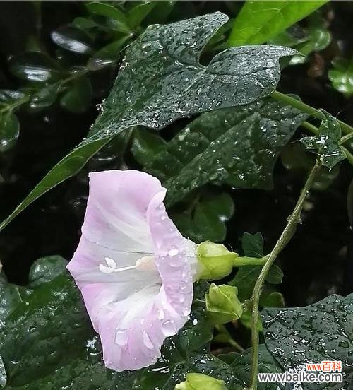 解读圆叶牵牛花的花语与寓意 圆叶牵牛花语