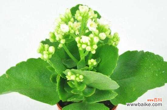 以盆景为载体传递祝福 寓意长寿的盆景——绿意生机