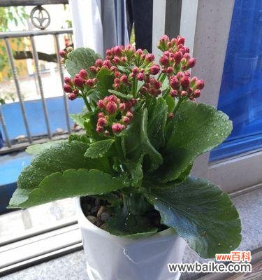 以盆景为载体传递祝福 寓意长寿的盆景——绿意生机