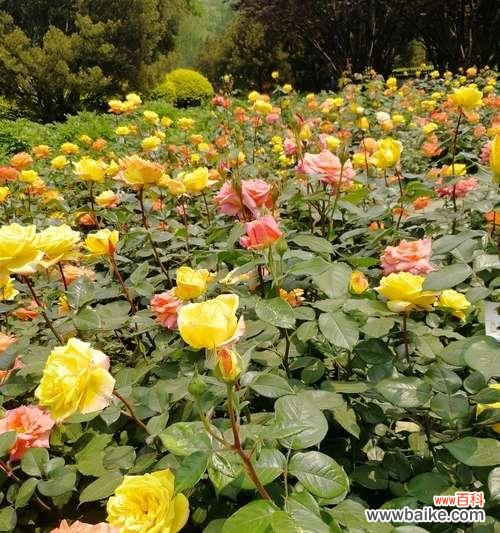 揭开月季花莲花的神秘面纱 花开花落，月季花莲花的花语