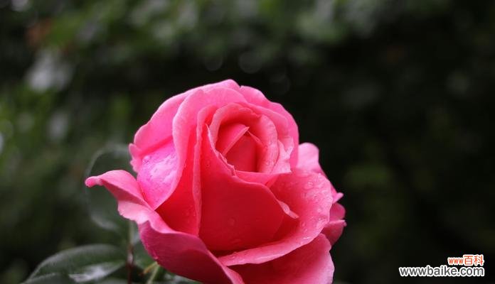 揭开月季花莲花的神秘面纱 花开花落，月季花莲花的花语