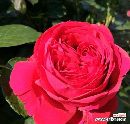 璀璨多姿 月季花花语之美——花开花落，心意相传