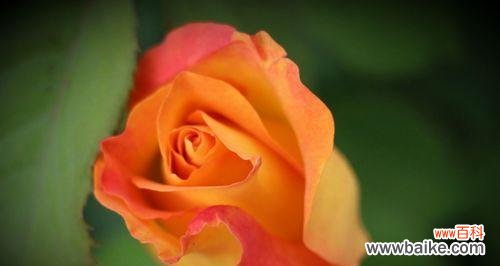 璀璨多姿 月季花花语之美——花开花落，心意相传