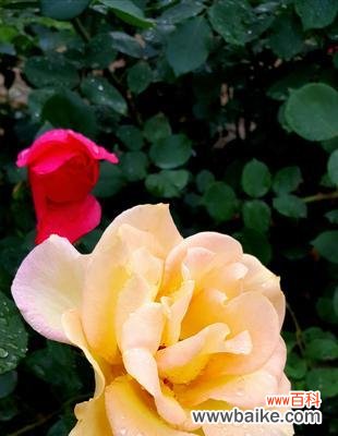 绽放在四季的花园中——月季花色彩与花语 月季花的丰富色彩与花语之美