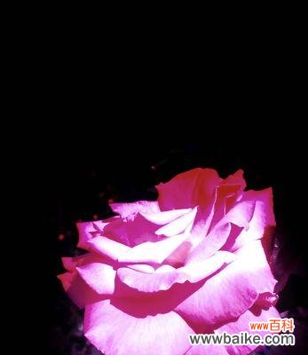 绽放在四季的花园中——月季花色彩与花语 月季花的丰富色彩与花语之美