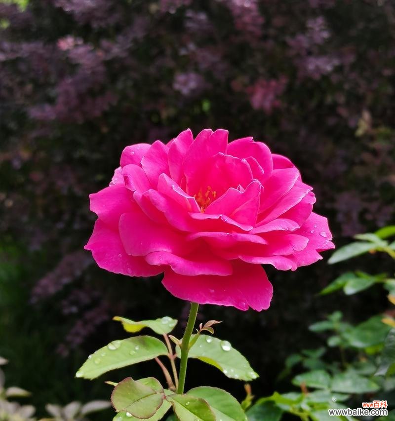 探寻月季花的情感寓意与文化传统 月季花的象征意义与传承