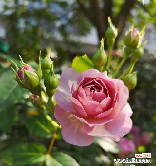 探寻月季花的情感寓意与文化传统 月季花的象征意义与传承